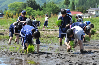 田植え