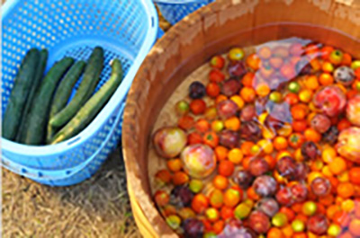 自家産の野菜