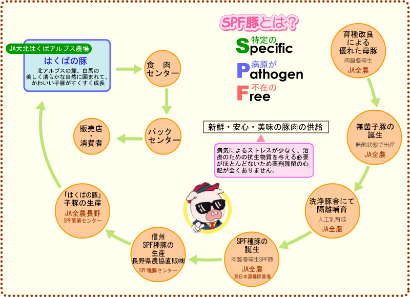 SPF豚図解